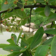 火棘(水茶子) 火棘(水茶子)