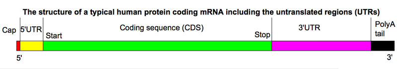 UTR在人mRNA中的結構示意圖