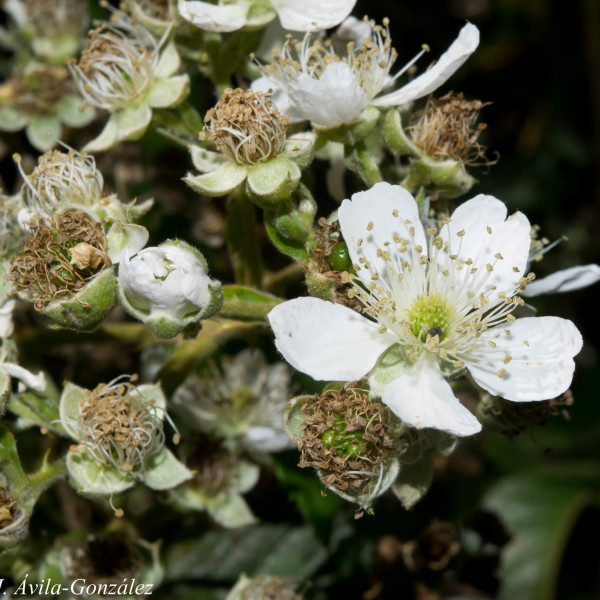 Rubus palmeri