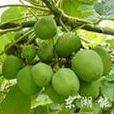 桐子(大風子科山桐子屬植物) 桐子(大風子科山桐子屬植物)
