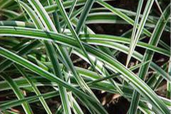 Carex morrowii \x27Goldband\x27