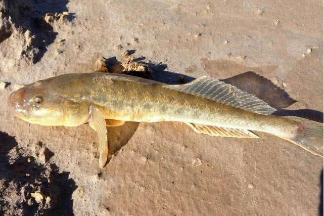 細鑽光魚(纖鑽光魚) 細鑽光魚(纖鑽光魚)