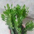 龍骨(大戟科植物) 龍骨(大戟科植物)