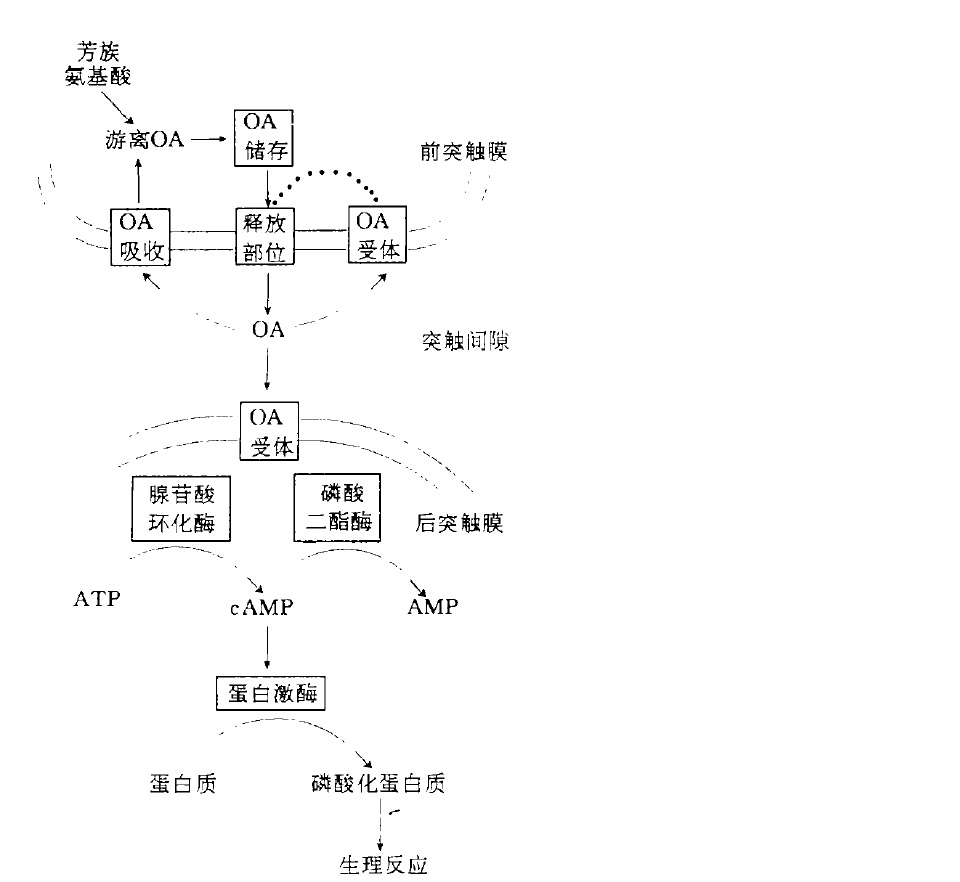 章魚胺的生理功能作用示意圖