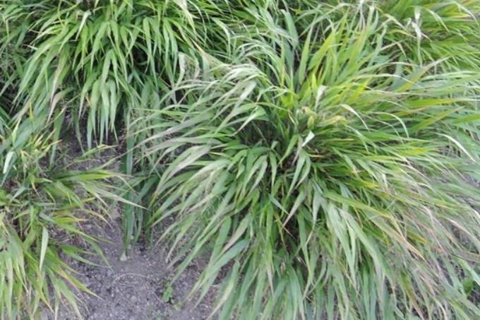Hakonechloa macra