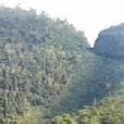 雙秀峰(江西省贛州市大余縣丫山森林公園東北部山峰) 雙秀峰(江西省贛州市大余縣丫山森林公園東北部山峰)