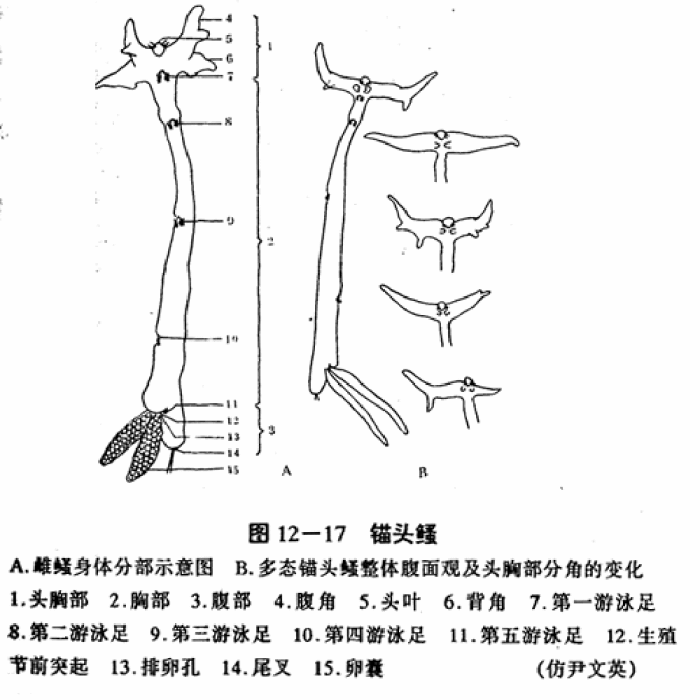 錨頭鰠科 錨頭鰠科