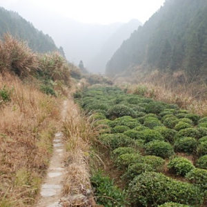覺嶺古道 覺嶺古道