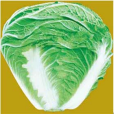 晉白5號 晉白5號