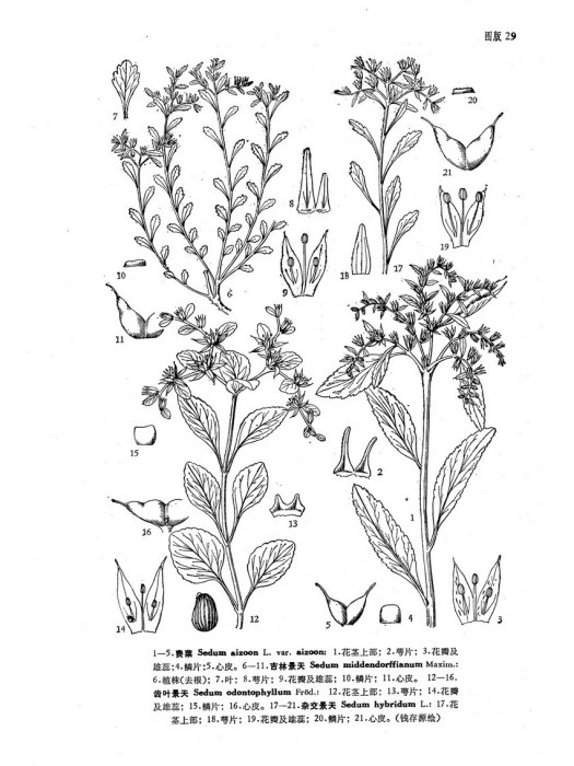 吉林費菜(吉林景天) 吉林費菜(吉林景天)