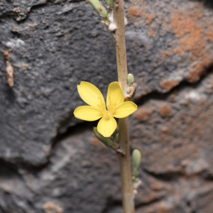 Lactuca acanthifolia