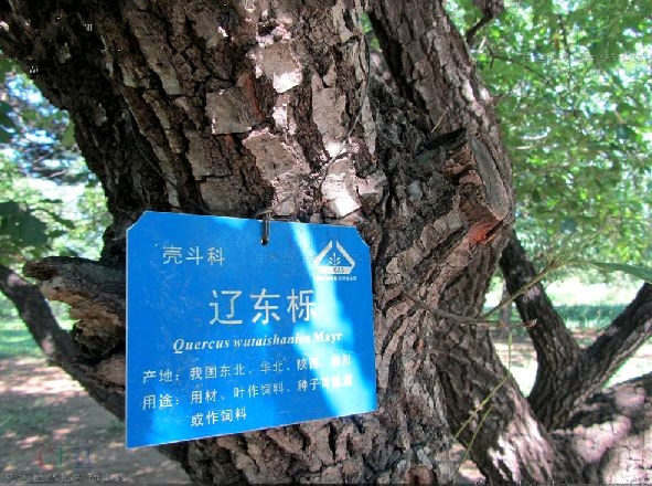 橫河遼東櫟母樹林種子