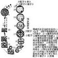 簇蟲亞綱 簇蟲亞綱