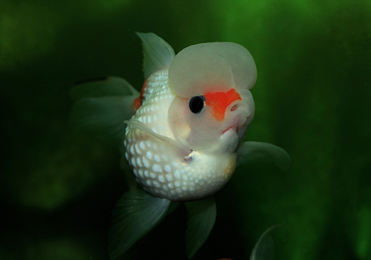 彩色球形珍珠金魚