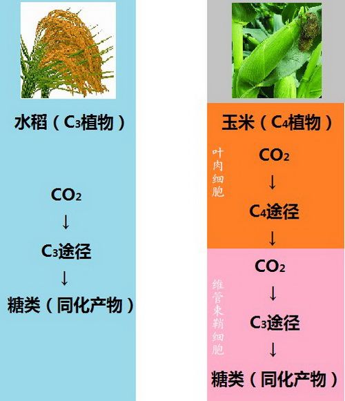 碳四基因 碳四基因