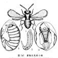 黃胸撲虱蚜小蜂