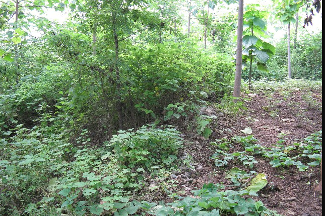 茸山墓群 茸山墓群