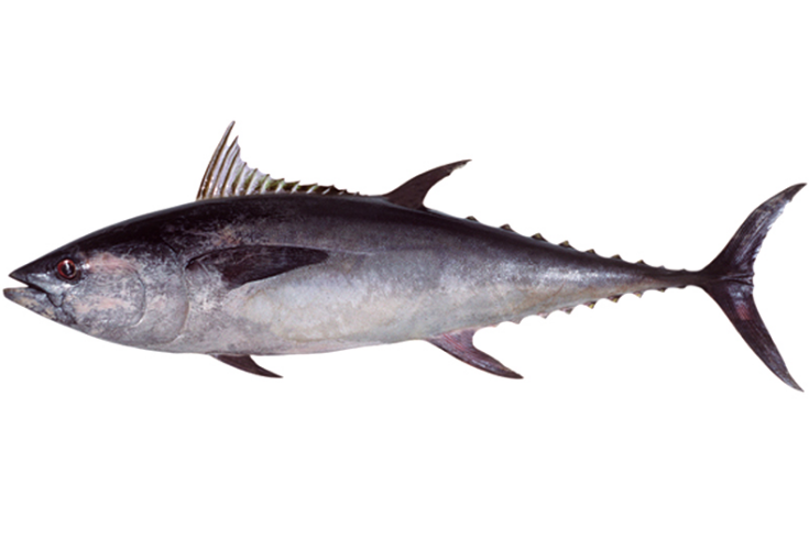 青甘鮪魚(青乾鮪魚) 青甘鮪魚(青乾鮪魚)