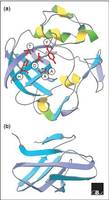 擴展蛋白結構圖