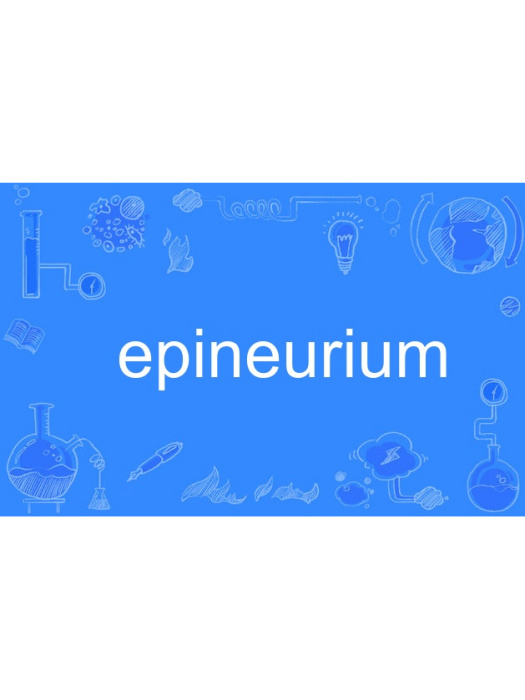 epineurium epineurium