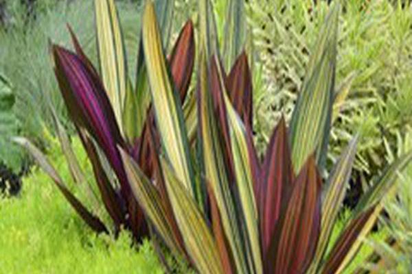 Tradescantia spathacea \x27Vittata\x27 Tradescantia spathacea \x27Vittata\x27