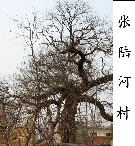張陸河村 張陸河村