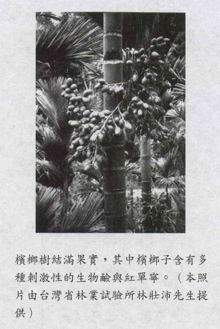 台灣人民喜愛的檳榔樹