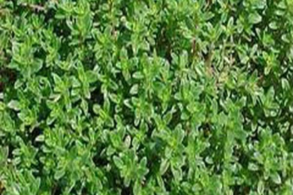 Thymus serpyllum \x27Pink Chintz\x27