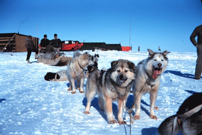 位處北極的雪橇犬