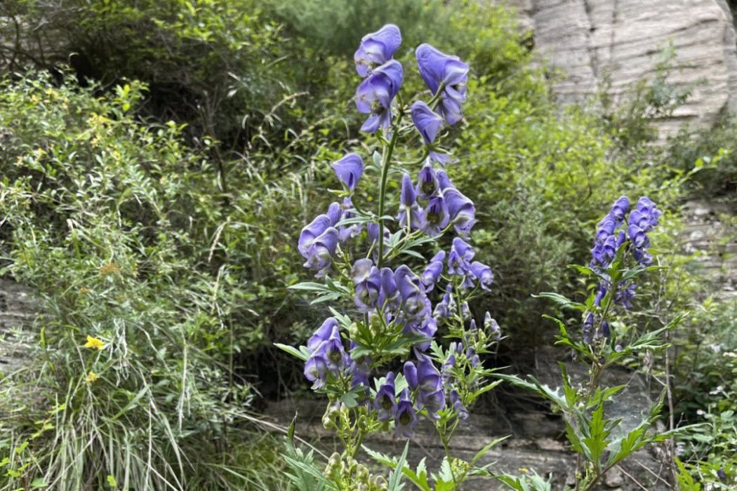 華烏頭 華烏頭
