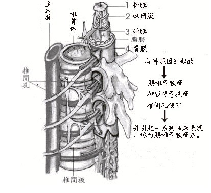 腰椎管結構圖