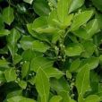 衛矛屬(Euonymus) 衛矛屬(Euonymus)