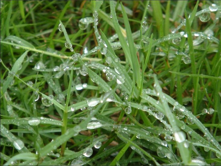 特殊溫度下凝結在草葉子上的水珠