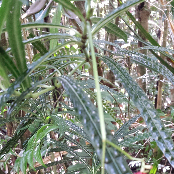 Psychotria himanthophylla