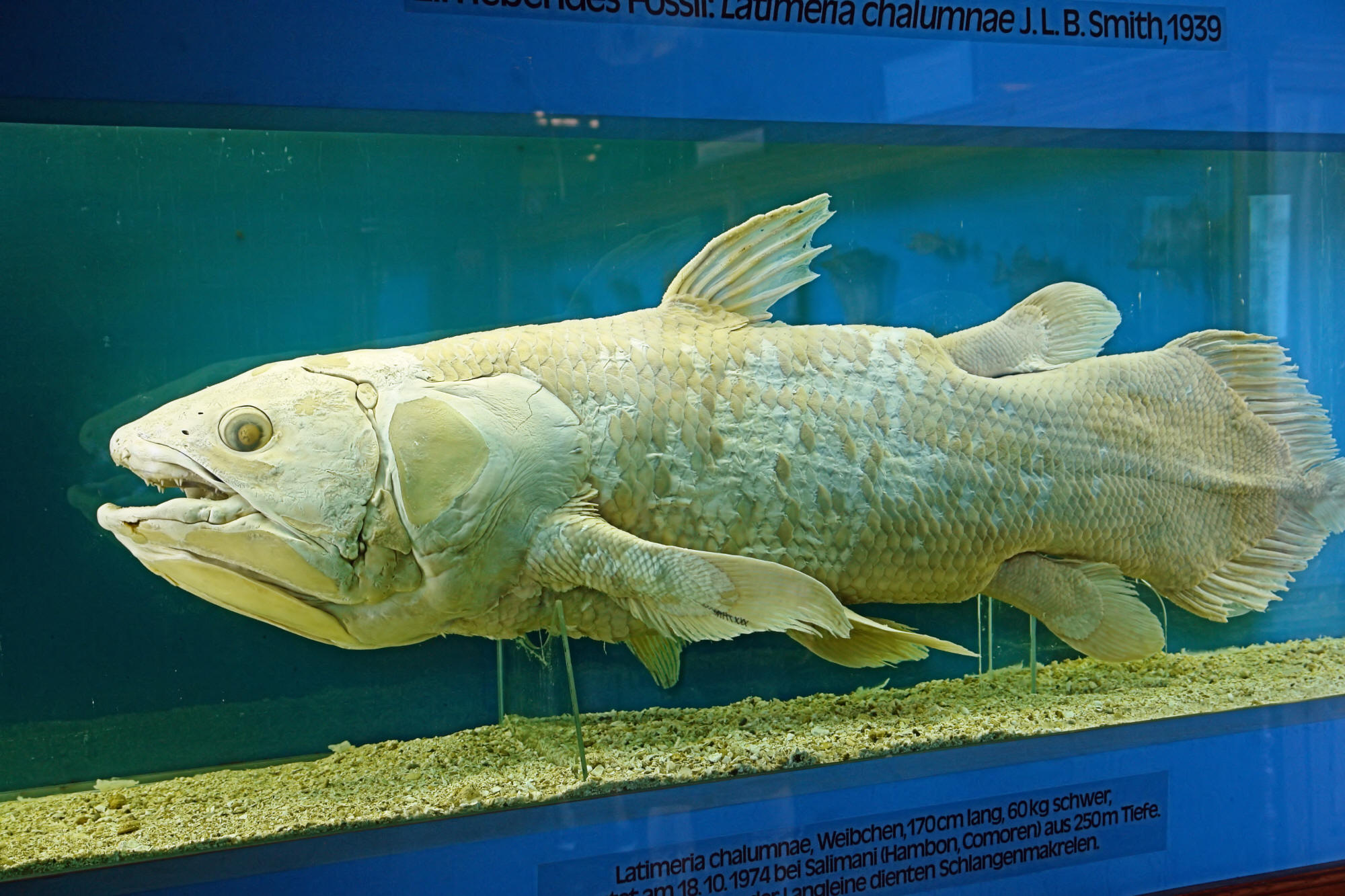 矛尾魚標本