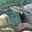 油魚(中藥) 油魚(中藥)
