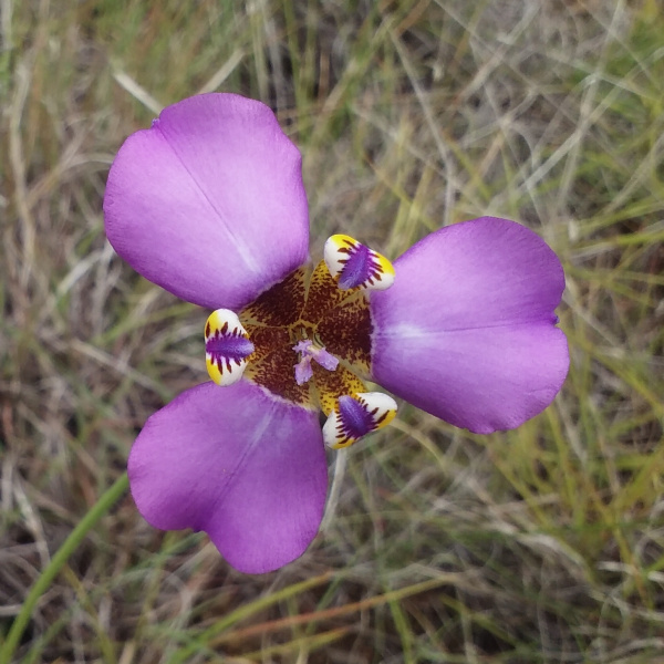 Hesperoxiphion niveum