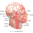 顳淺動脈 顳淺動脈