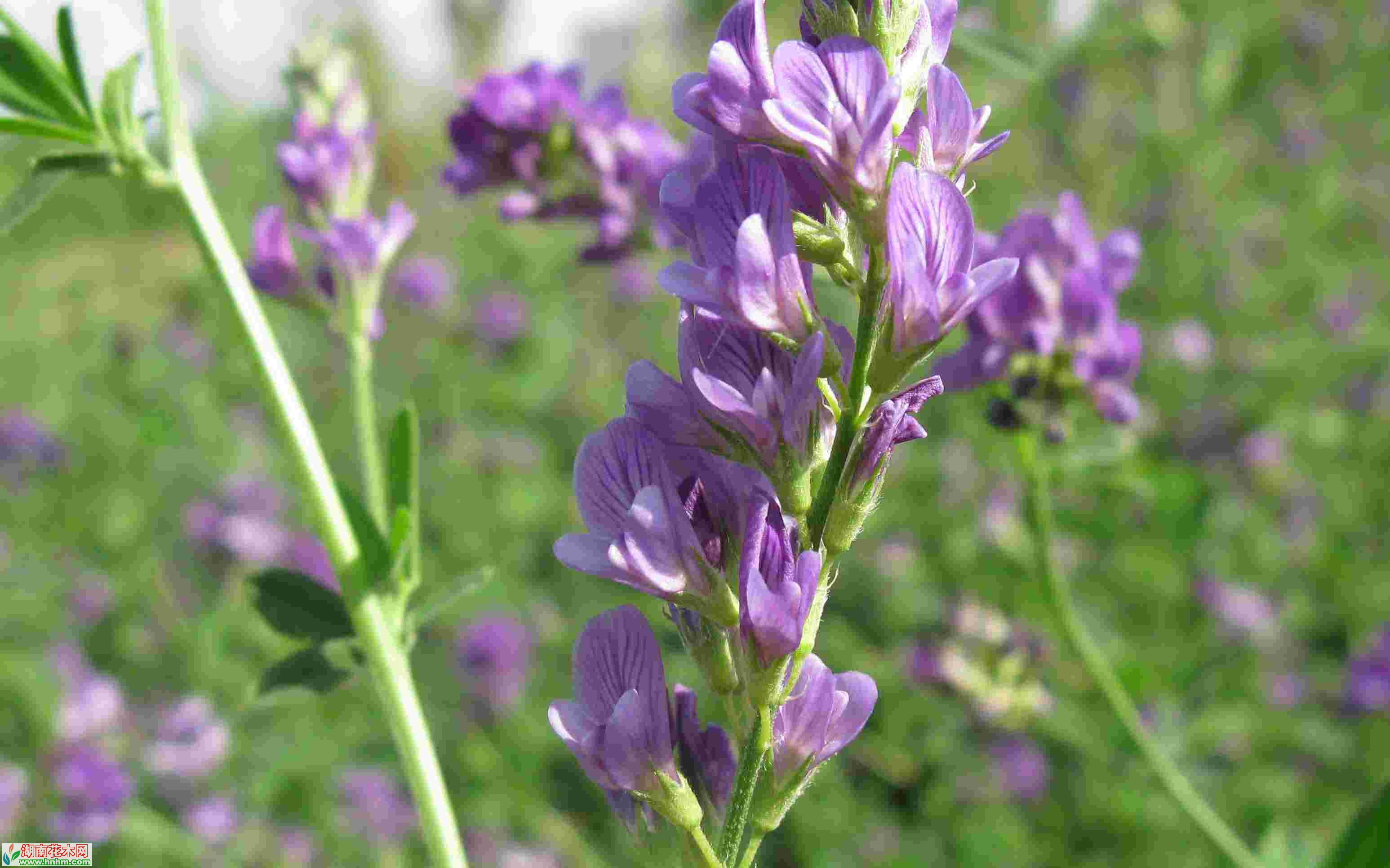 紫苜蓿(紫花苜蓿)