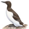 海鳩 海鳩
