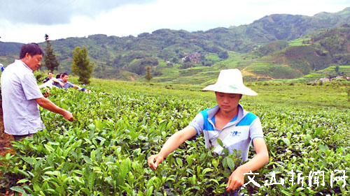 茶農採摘茶葉