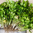 香菜(Cilantro):植物學史,形態特徵,近種區別,生長環境,分布範圍,栽培技_中文百科全書