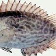 凹吻藍子魚 凹吻藍子魚