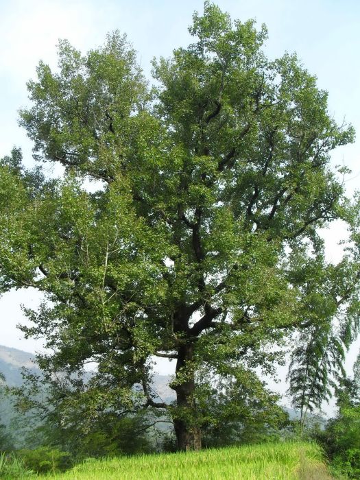 盛前村 盛前村