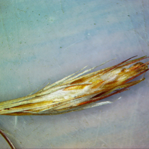 Thamnochortus dumosus