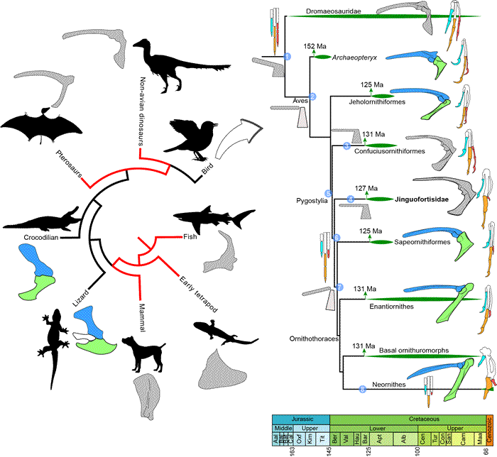 烏喙骨演化簡圖；中生代鳥類系統樹揭示肩帶和手部骨骼的演化階段