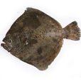 大菱鮃魚