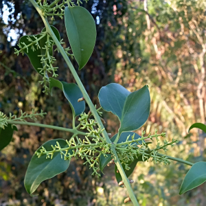 Struthanthus flexicaulis