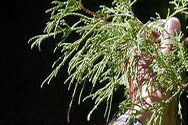Chamaecyparis pisifera \x27Filifera\x27