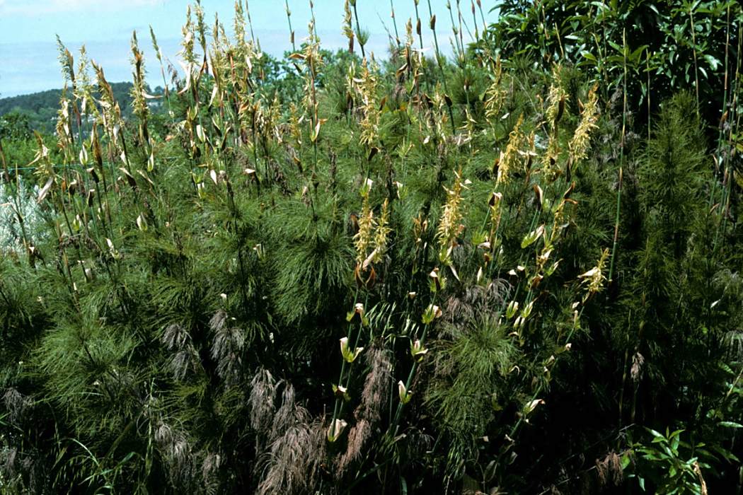 竹燈草屬 竹燈草屬